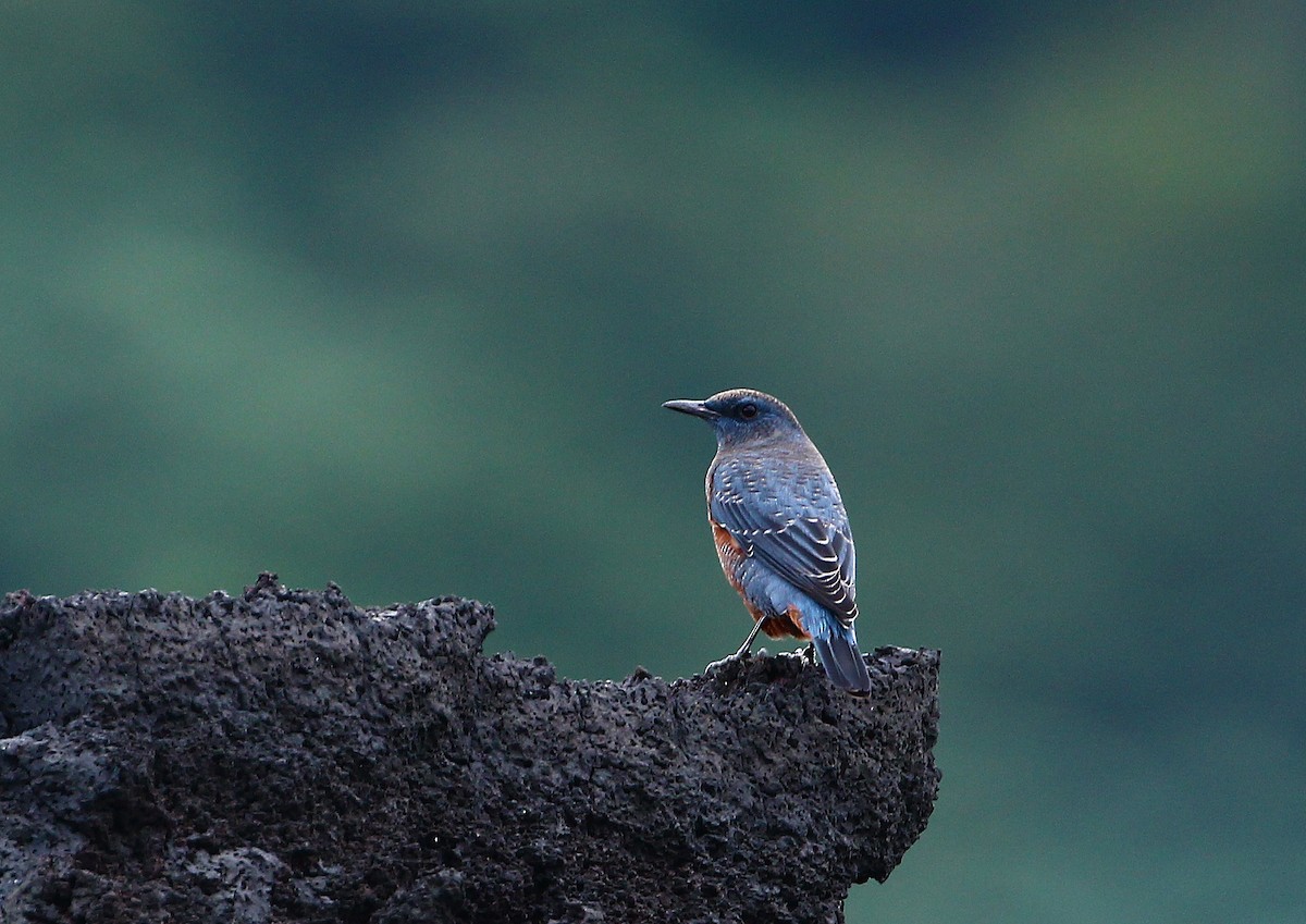 Blue Rock-Thrush - ML491349541