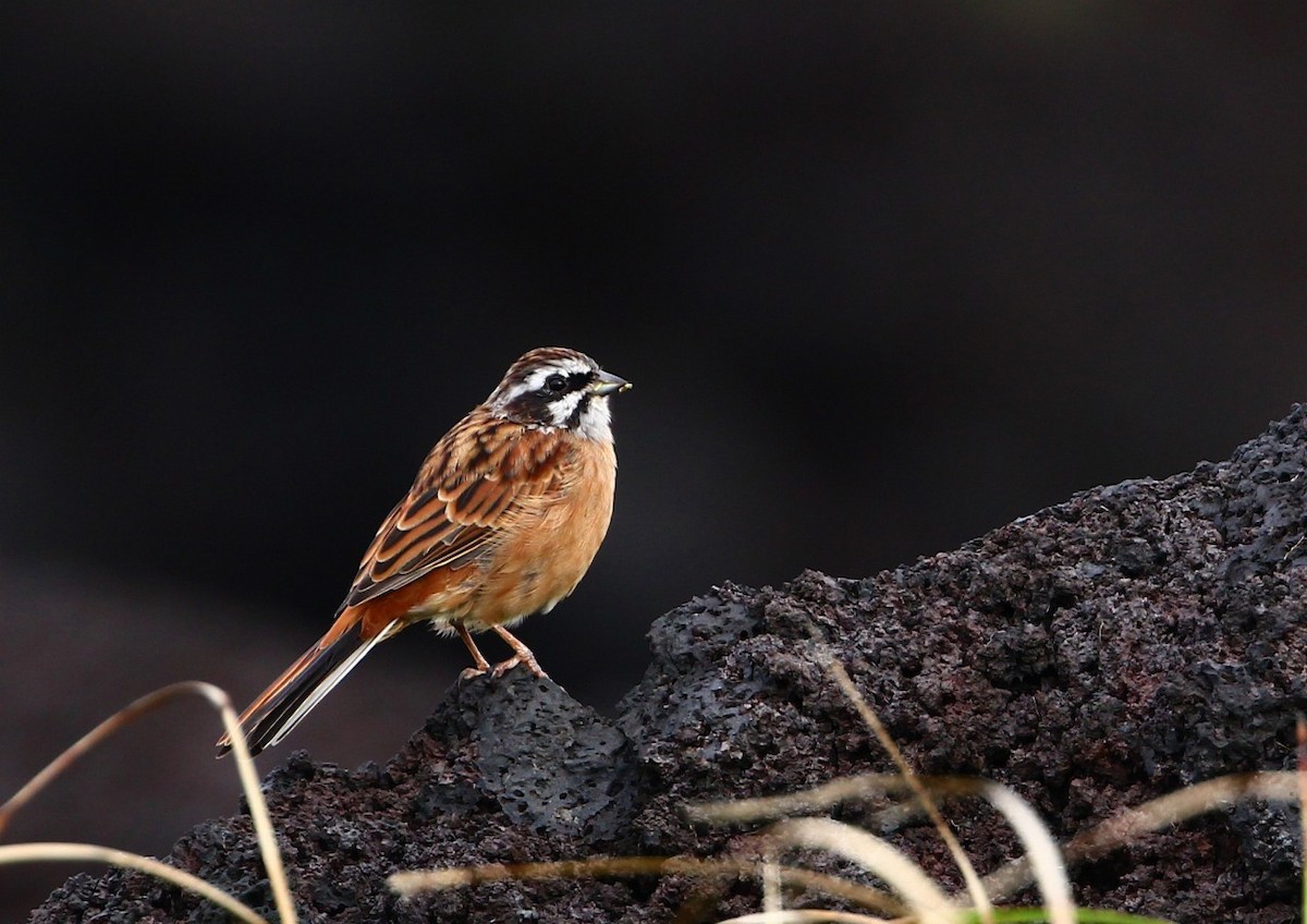 Meadow Bunting - ML491349591