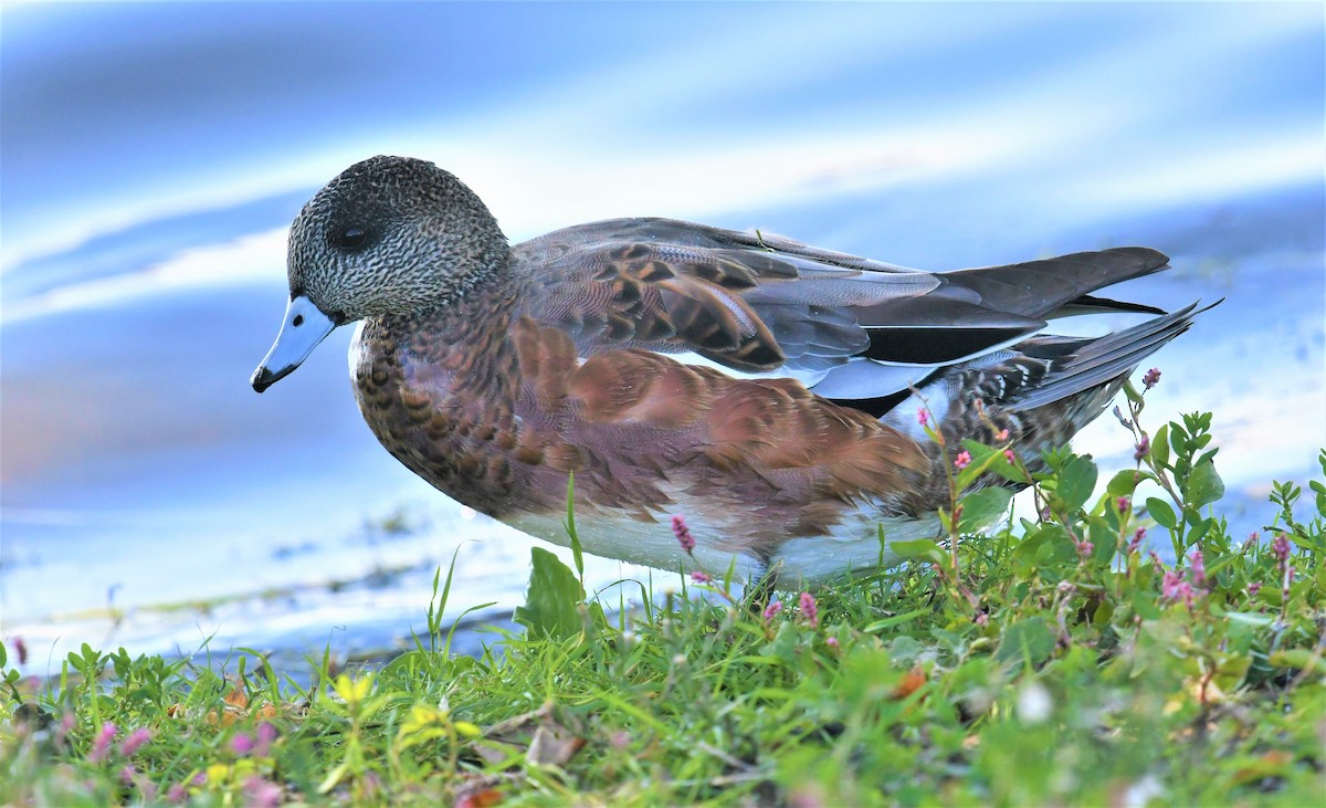 American Wigeon - MJ Heatherington