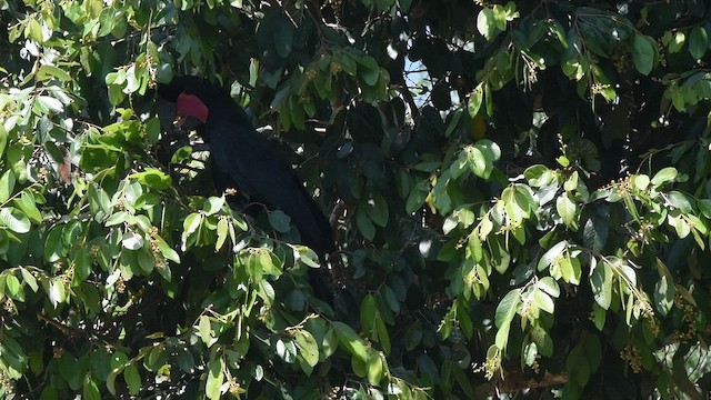 Palm Cockatoo - ML491352161