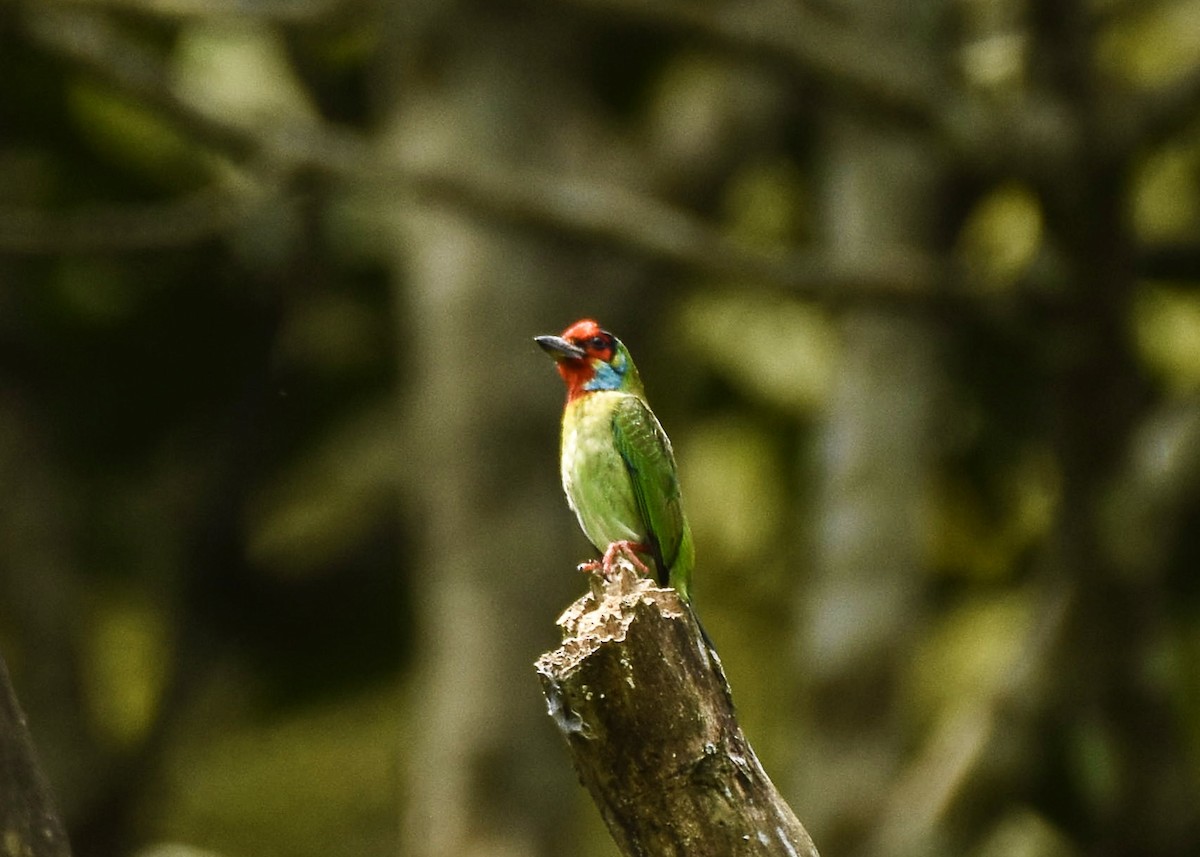 Malabar Barbet - Sabarish  D