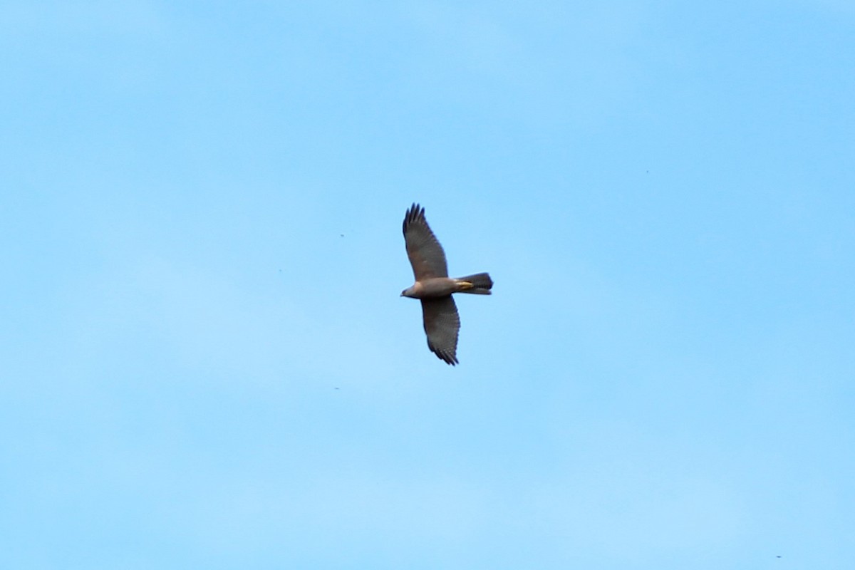 Brown Goshawk - ML491353771