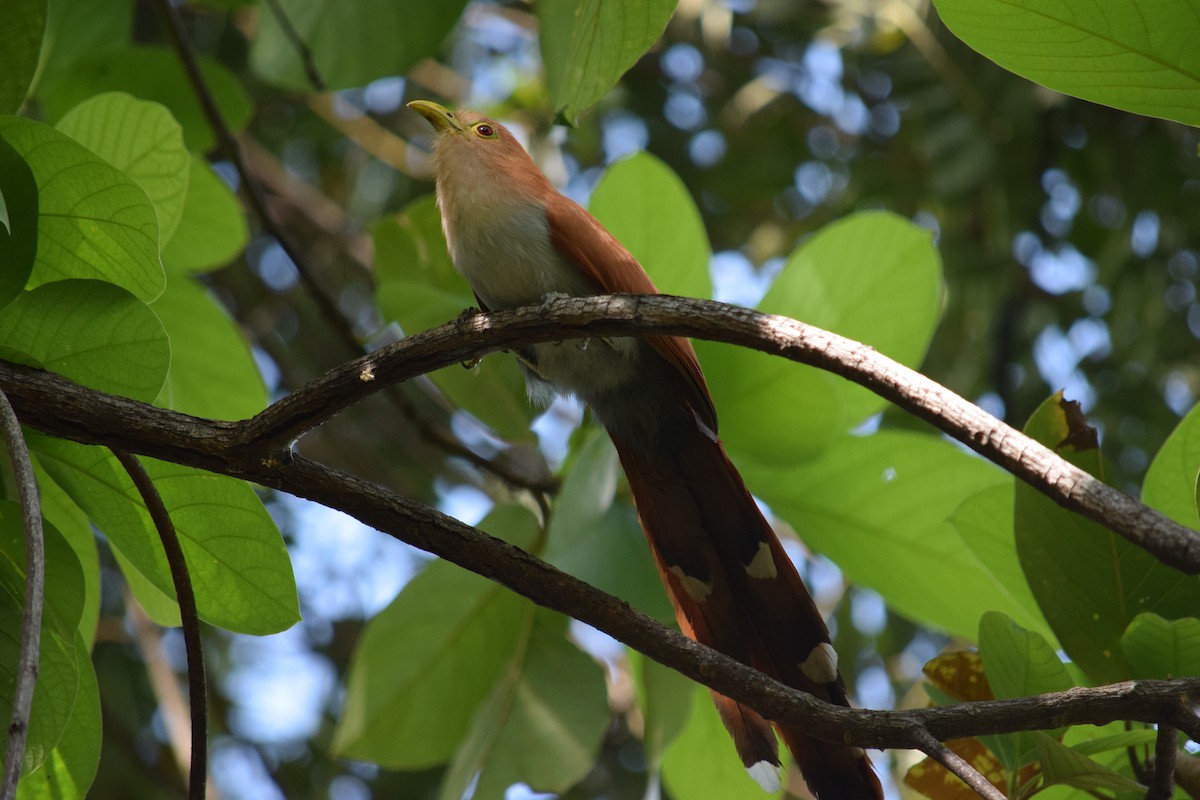 Squirrel Cuckoo - Annette Teng