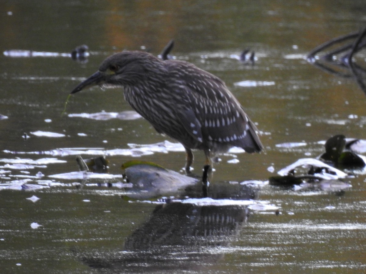 Black-crowned Night Heron (American) - ML491354691