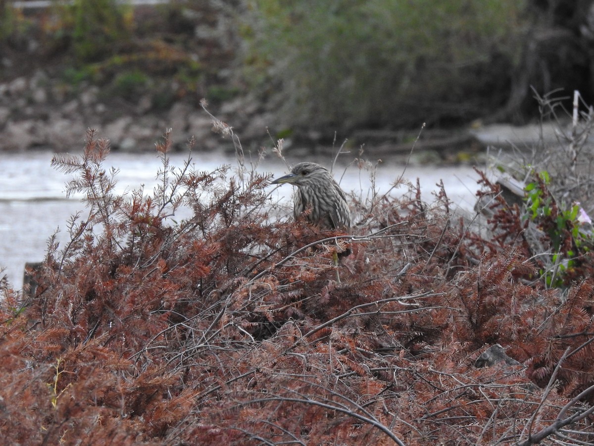 Black-crowned Night Heron (American) - ML491354711