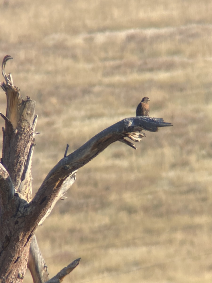 Rotschwanzbussard - ML491354881