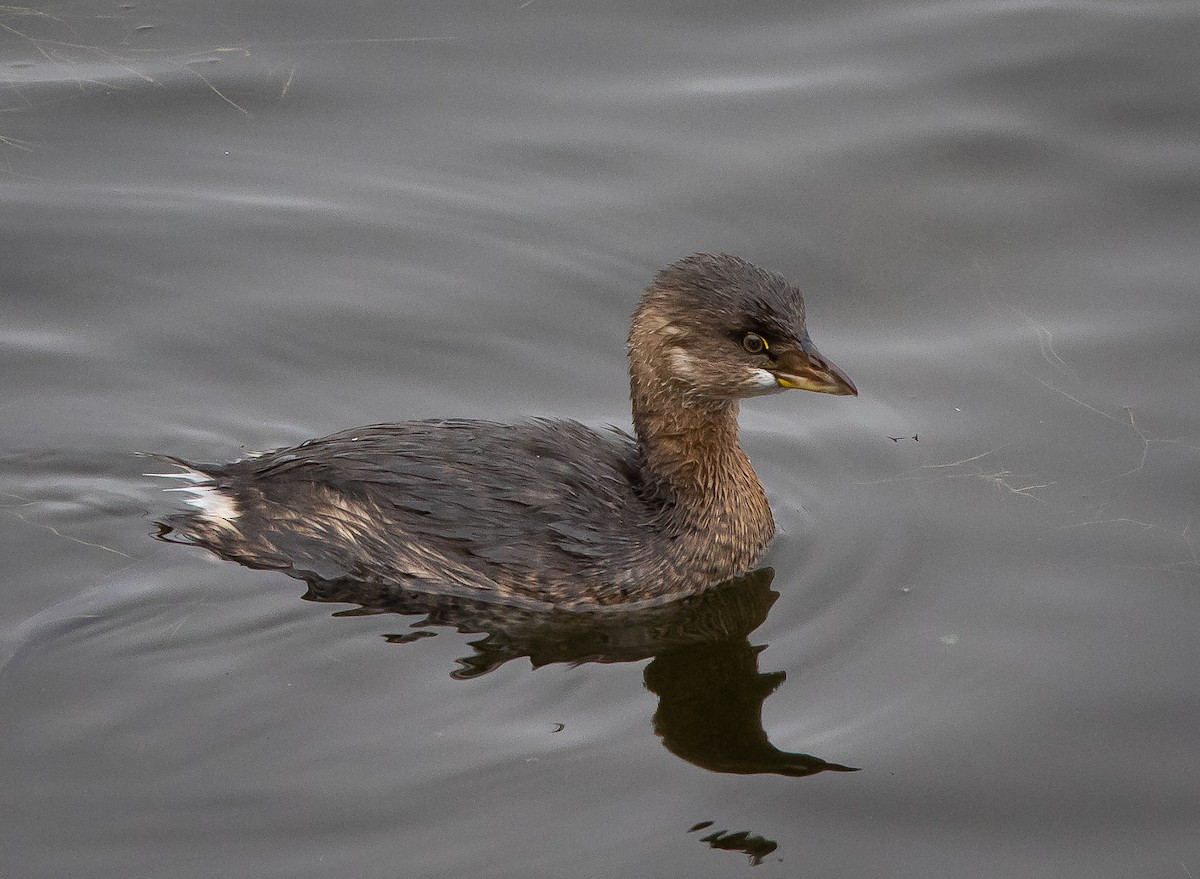 Pied-billed Grebe - ML491356561