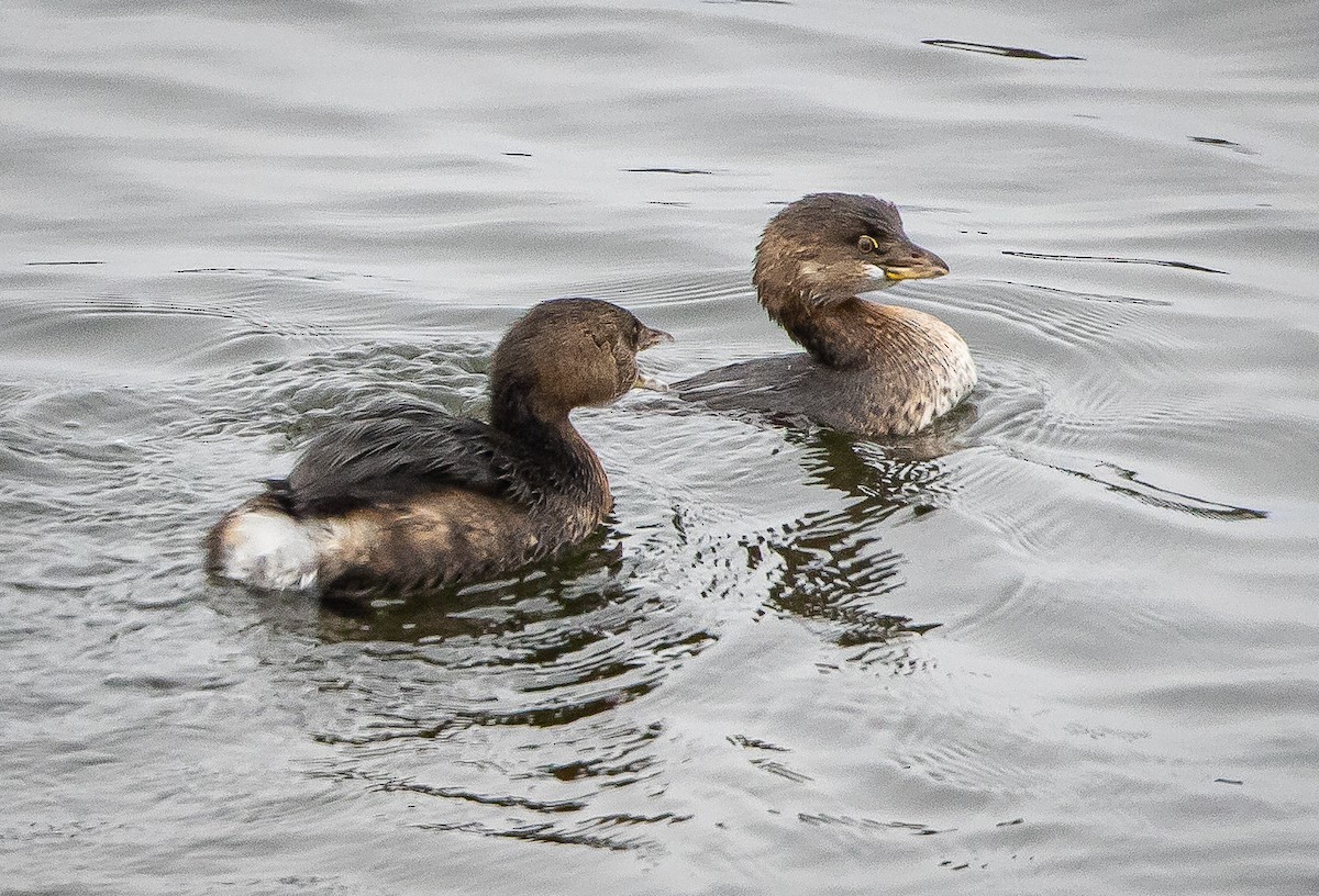 Pied-billed Grebe - ML491356701