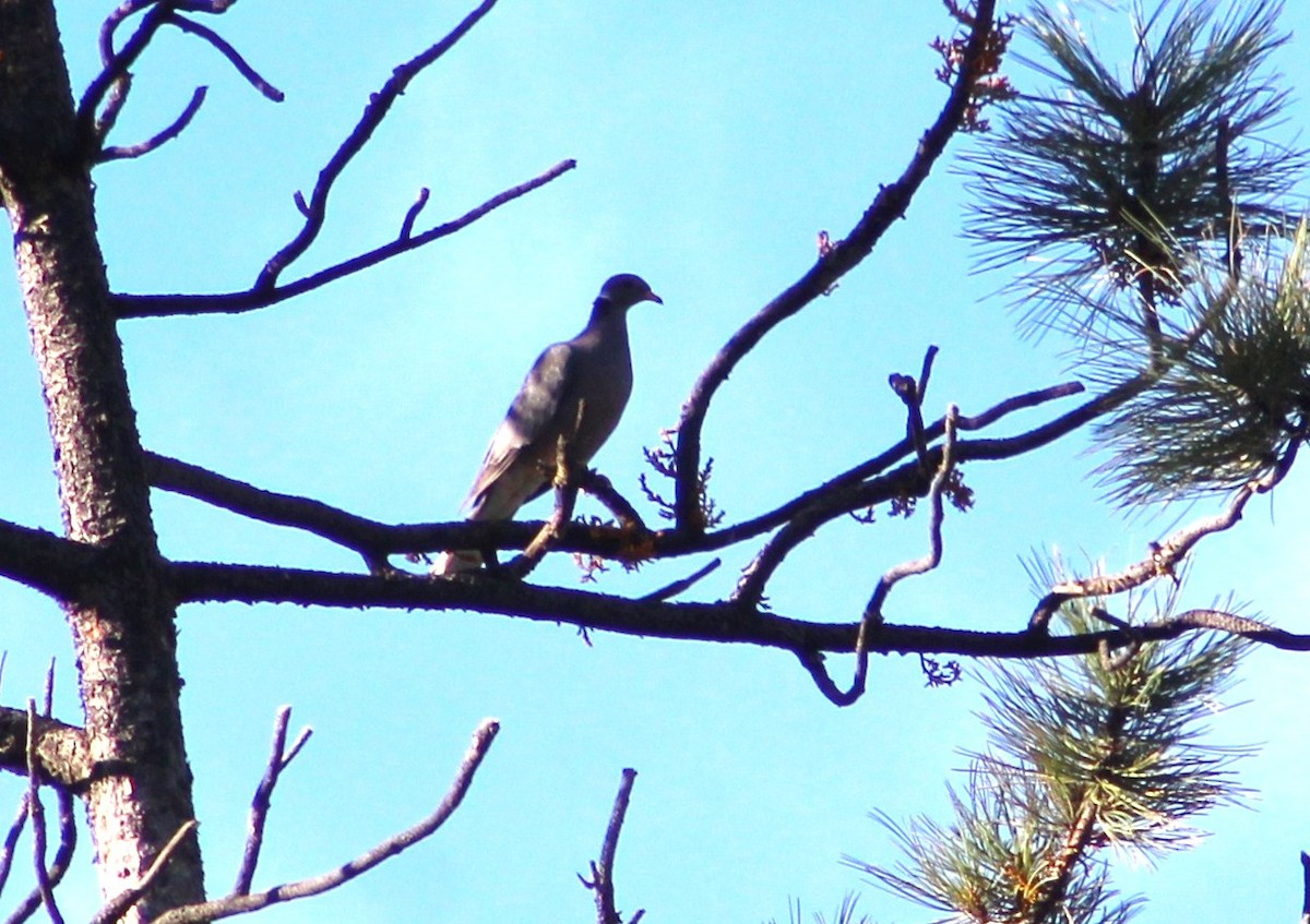 Band-tailed Pigeon - ML491361101