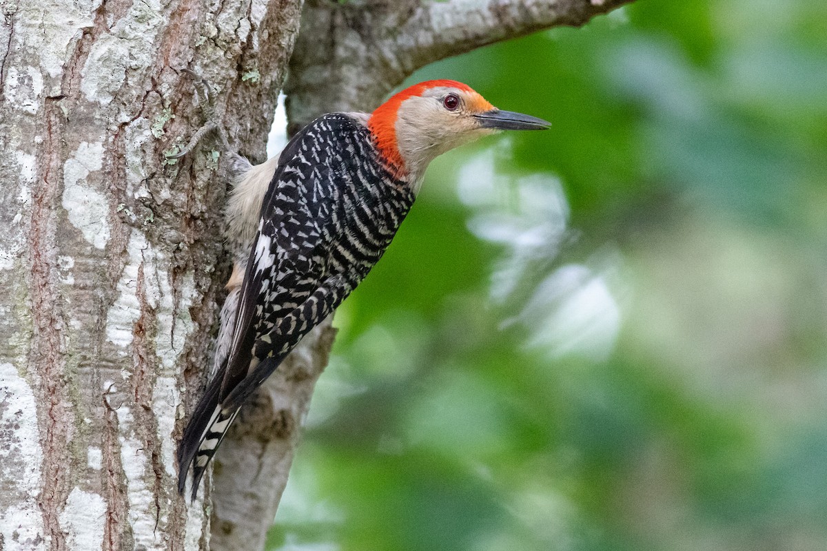Red-bellied Woodpecker - ML491365011