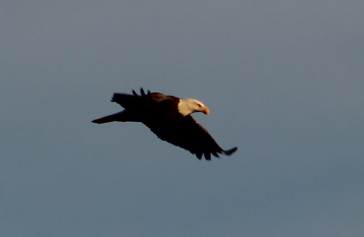 Weißkopf-Seeadler - ML491366101