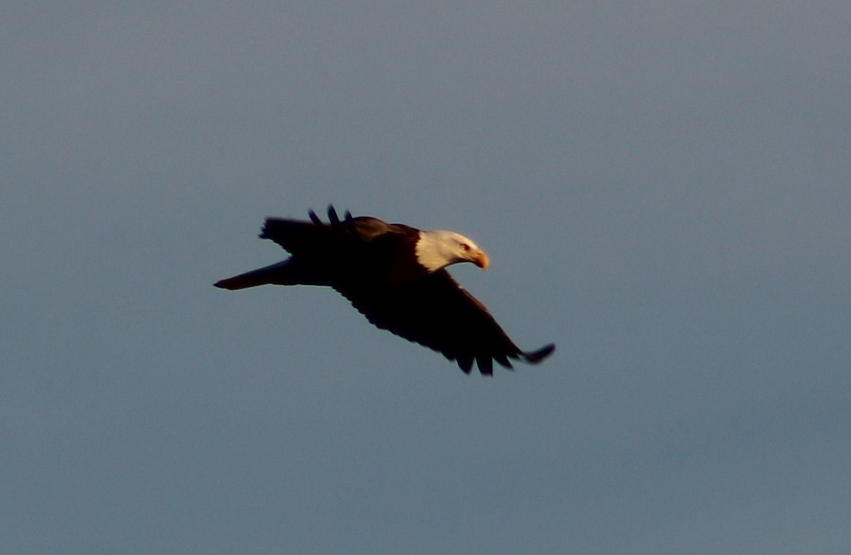 Bald Eagle - ML491366101