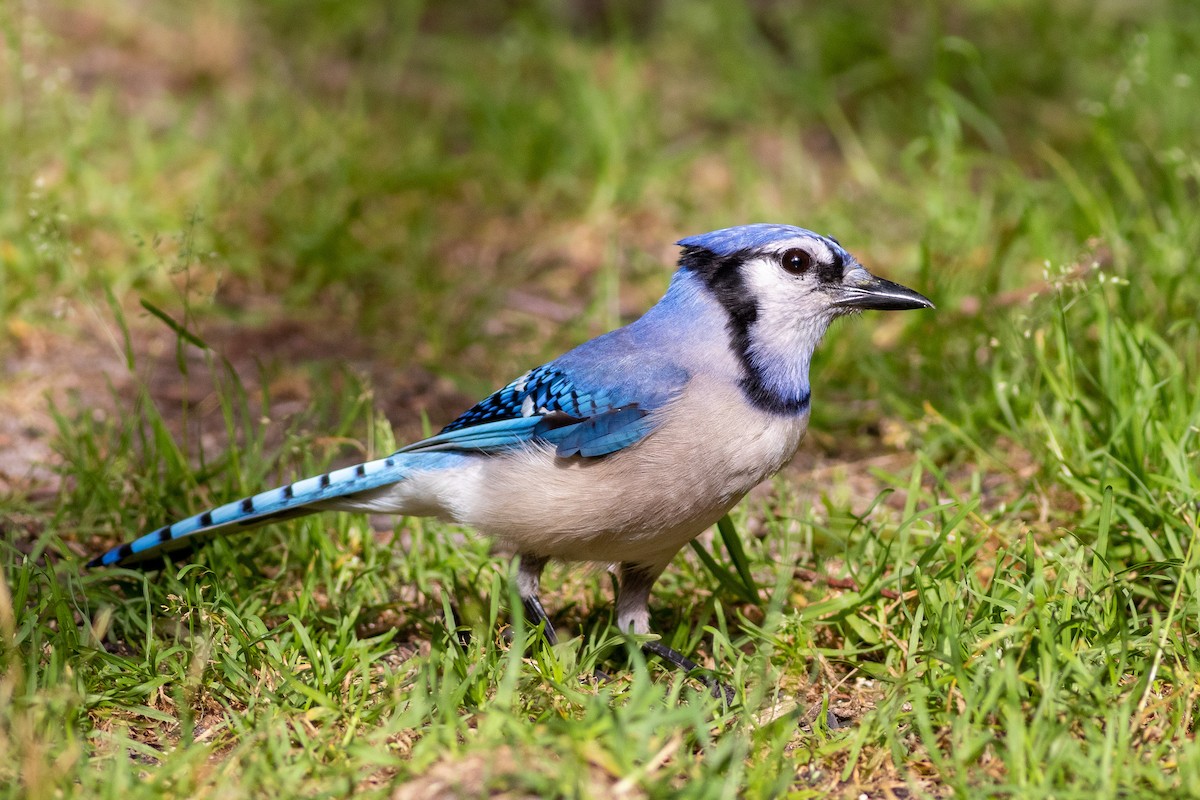 Blue Jay - ML491366281