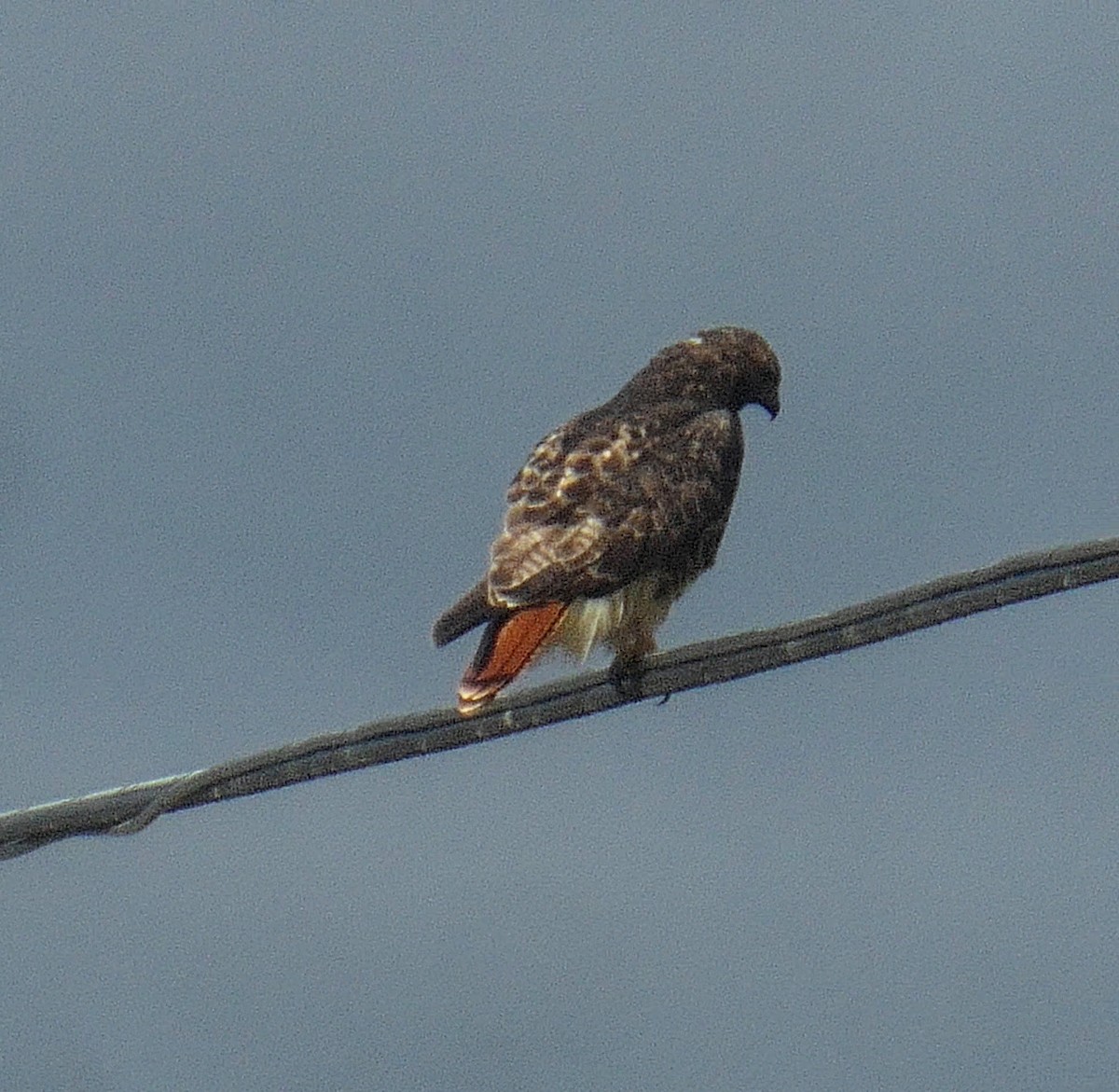 Rotschwanzbussard - ML491366541