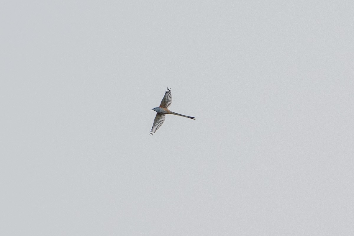 Scissor-tailed Flycatcher - ML491369131