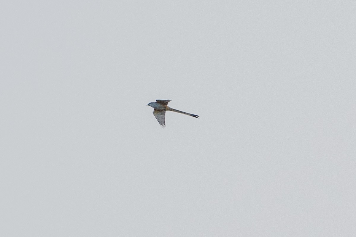 Scissor-tailed Flycatcher - ML491369151