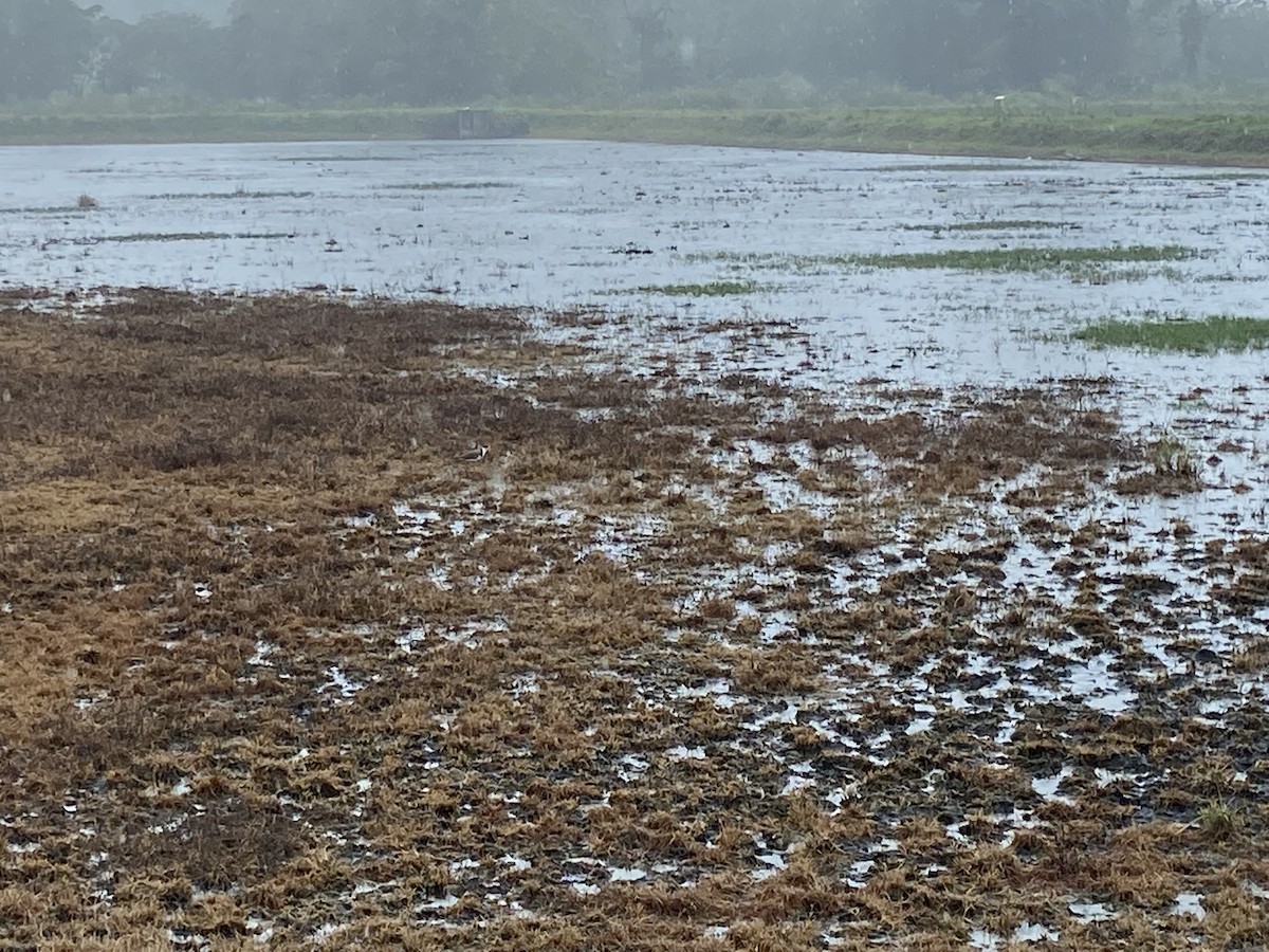Masked Lapwing - ML491370331
