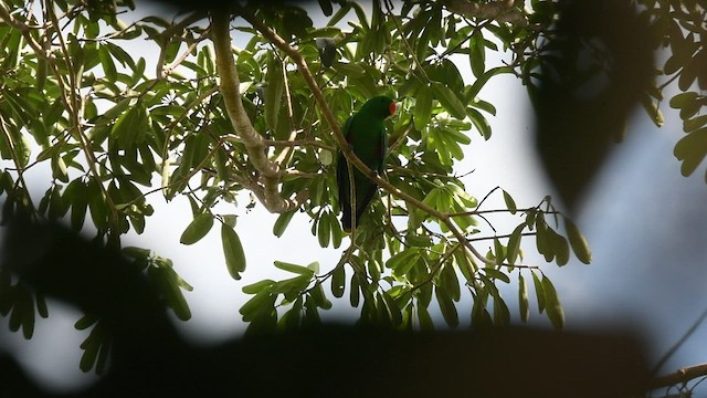 Papuan Eclectus - ML491371321