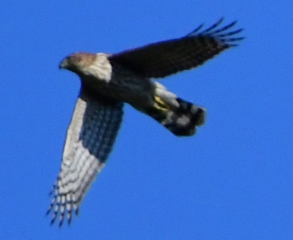 Cooper's Hawk - ML491372271