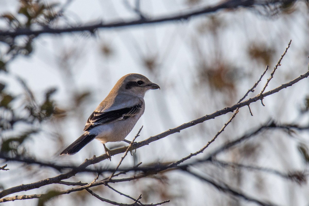 Northern Shrike - Jordie Braun