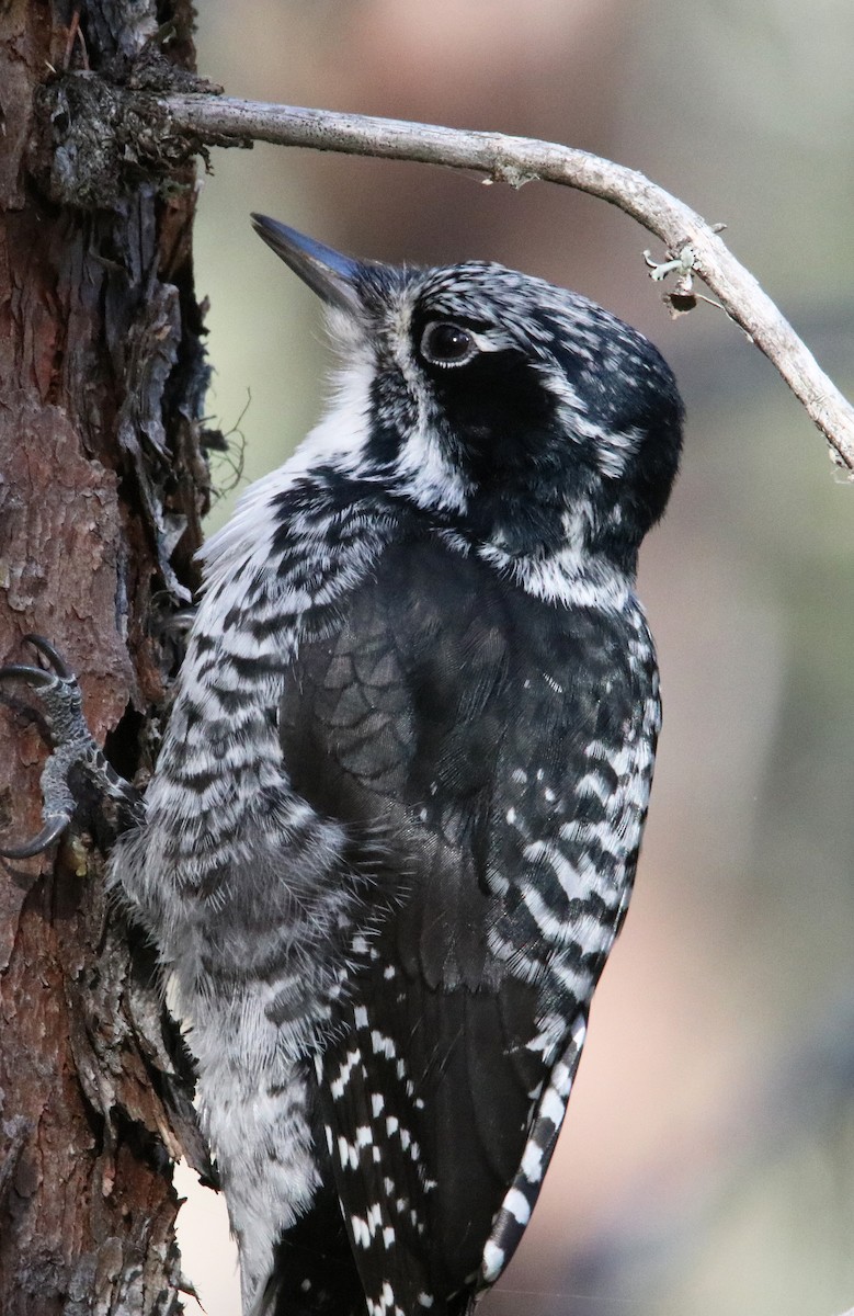 American Three-toed Woodpecker - ML491373361