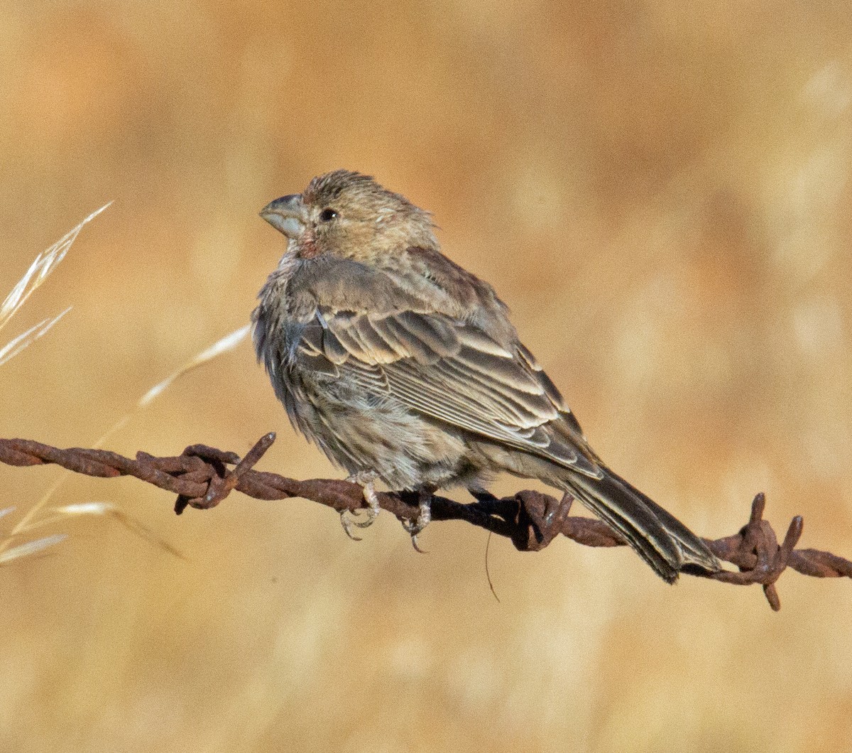 House Finch - ML491375321