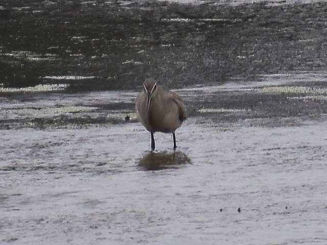 Hudsonian Godwit - ML491378371