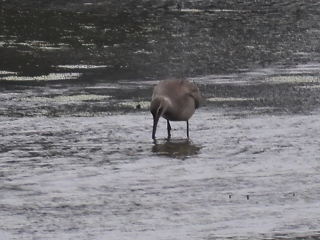 Hudsonian Godwit - ML491378391