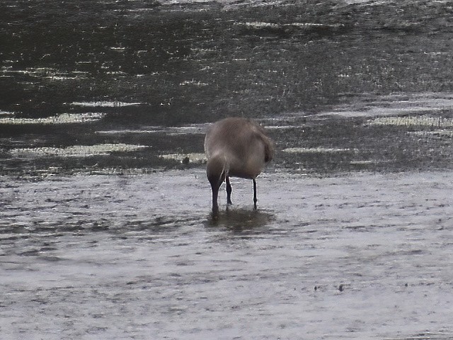 Hudsonian Godwit - ML491378581