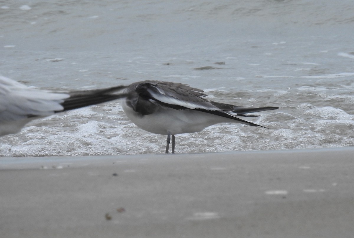 Sabine's Gull - ML491379461