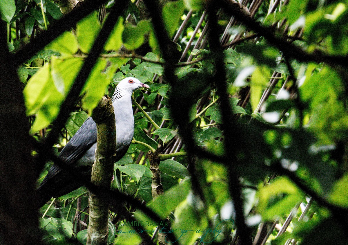 Andaman Wood-Pigeon - ML491380291