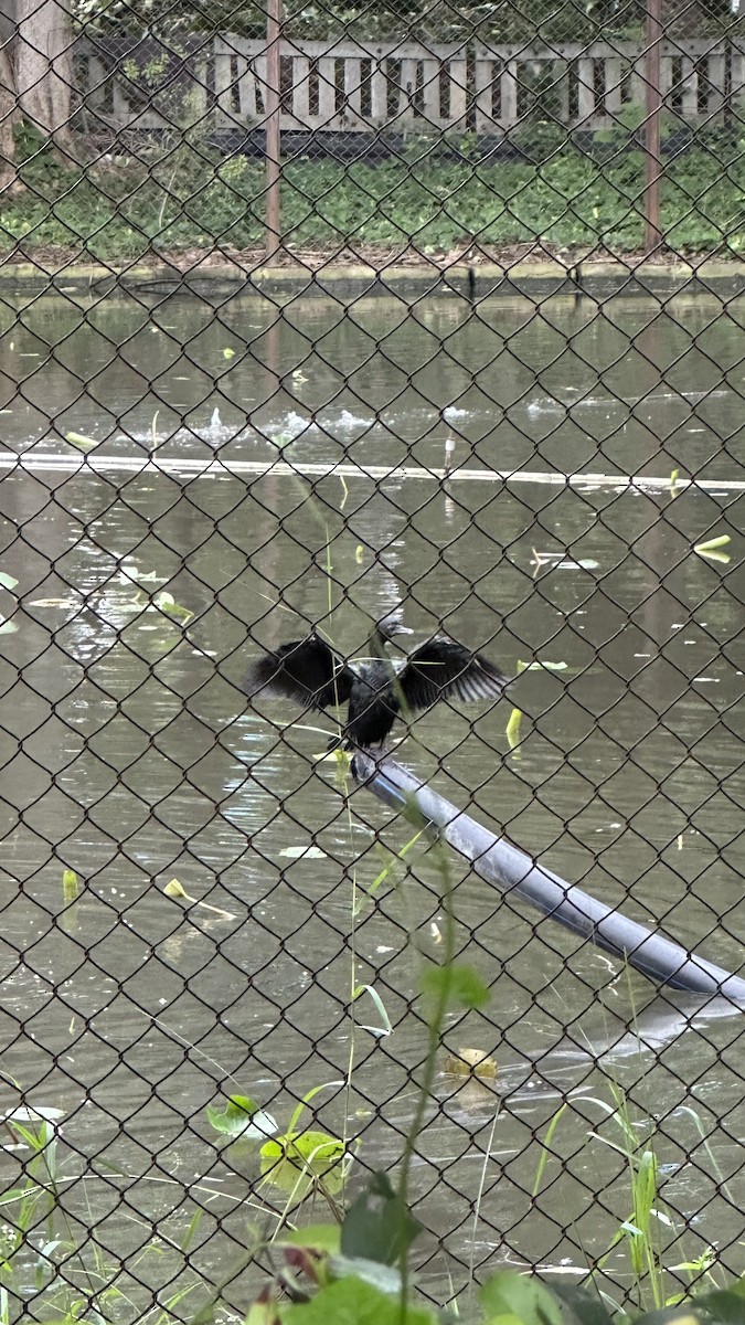 Little Cormorant - ML491380621