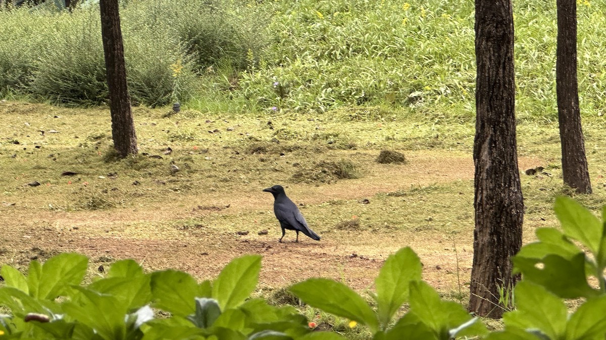Large-billed Crow - ML491380811