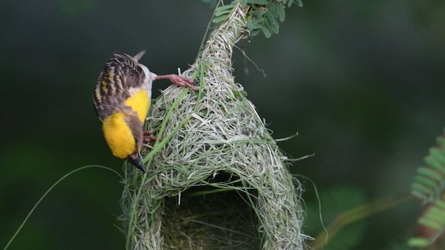 Baya Weaver - ML491380851