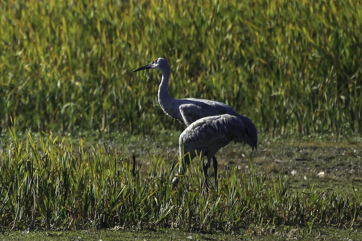 Sandhill Crane - ML491383201