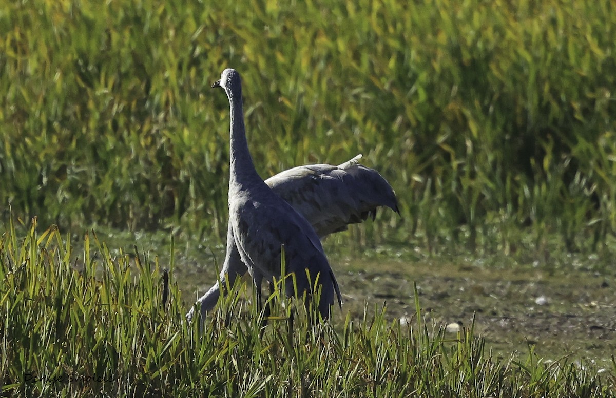 Sandhill Crane - ML491383221