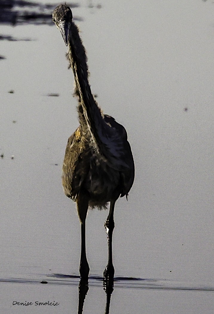 Great Blue Heron - ML491383281