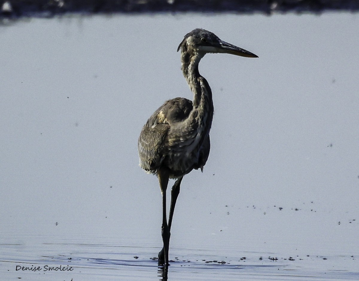 Great Blue Heron - ML491383301