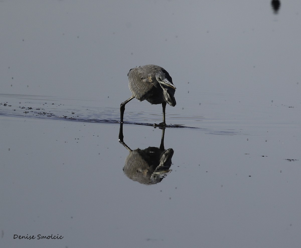 Great Blue Heron - ML491383311