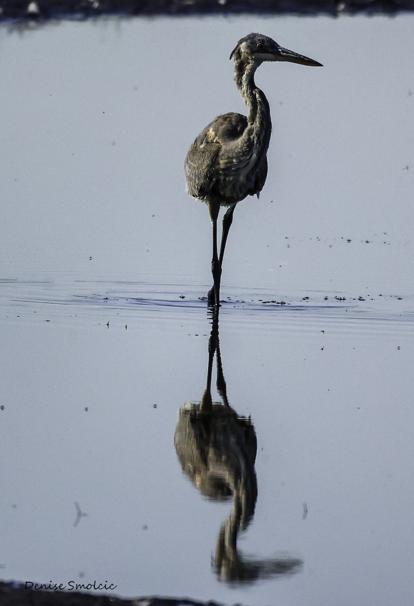 Great Blue Heron - ML491383341