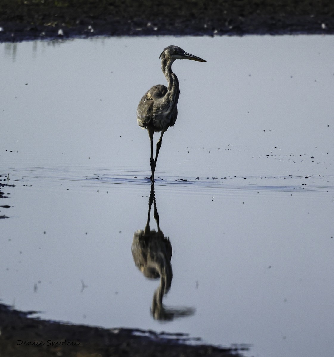 Great Blue Heron - Anonymous