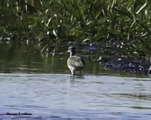 ub. vader (Charadriiformes sp.) - ML491383471