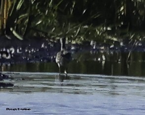 ub. vader (Charadriiformes sp.) - ML491383481