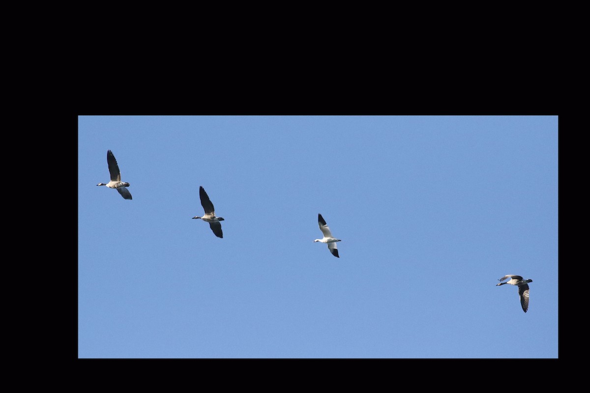 Snow Goose - ML491383571