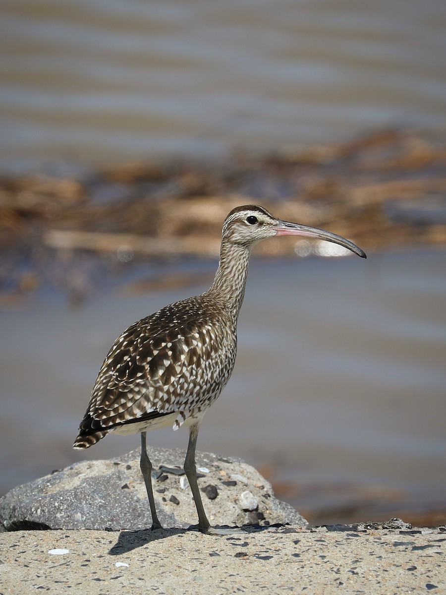 Whimbrel - ML491384091