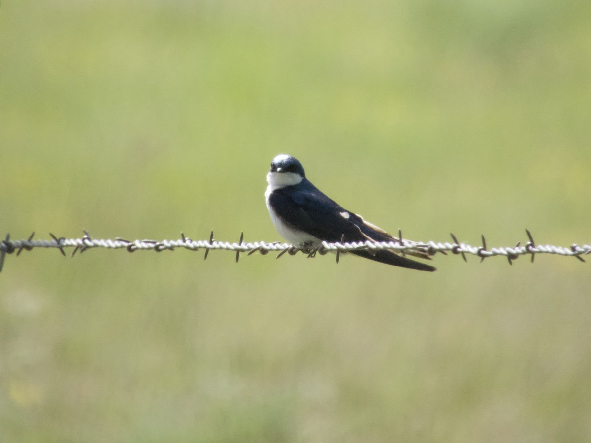 Tree Swallow - ML491387451