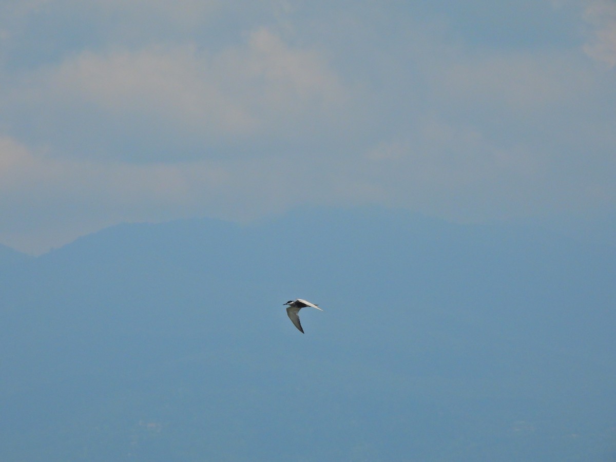 Whiskered Tern - ML491387821