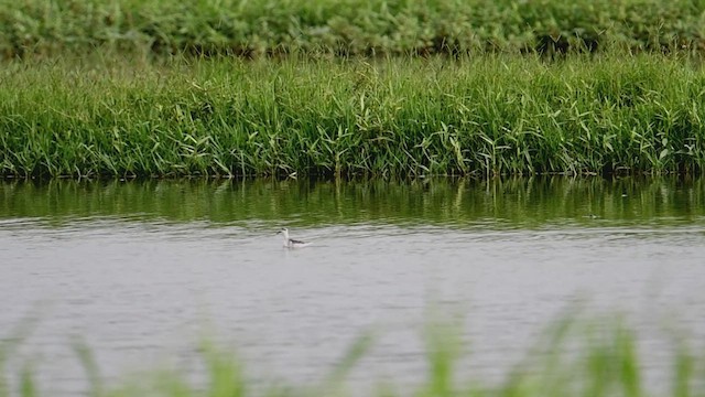 Red-necked Phalarope - ML491388211