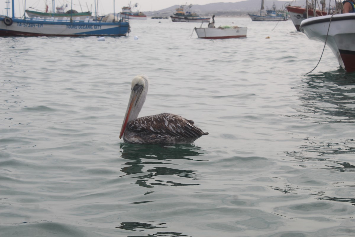 Peruvian Pelican - RUBEN DELZO PONCE