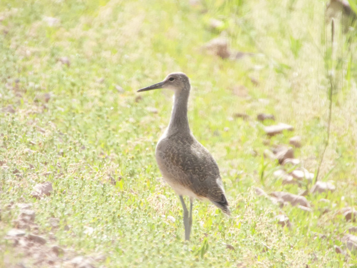 Willet - Chris Blaes